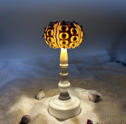 🌊Immersive Healing! Encapsulate the ocean in a glass globe. DIY vintage sea urchin night light—it brought my bestie to tears🌙✨